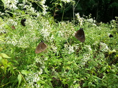 Euploea sylvester swinhoei