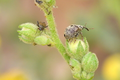 Lepidargyrus ancorifer