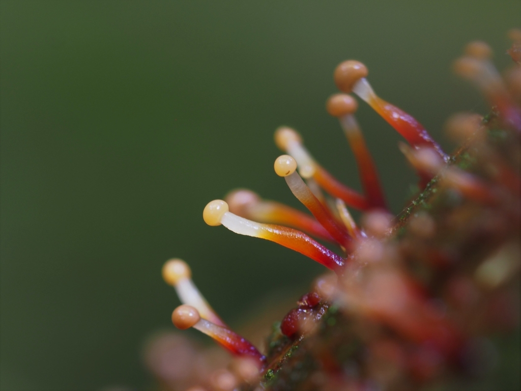 Murinectria