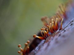 Murinectria polythalama