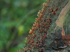 Murinectria polythalama