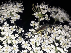 Tenthredo algoviensis