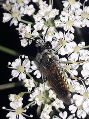 Tenthredo algoviensis