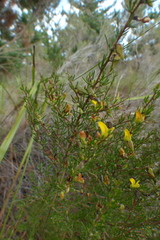Aspalathus spinosa spinosa