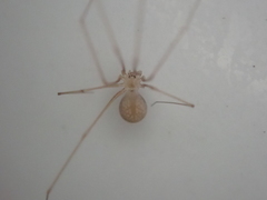 Micropholcus fauroti