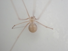 Micropholcus fauroti