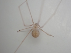 Micropholcus fauroti