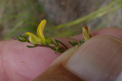 Aspalathus spinosa spinosa
