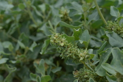 Atriplex jubata