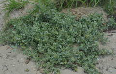 Atriplex jubata