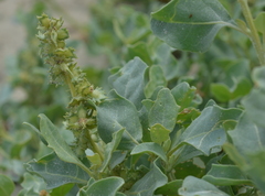 Atriplex jubata