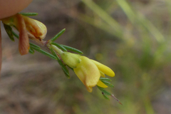 Aspalathus spinosa spinosa