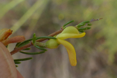Aspalathus spinosa spinosa