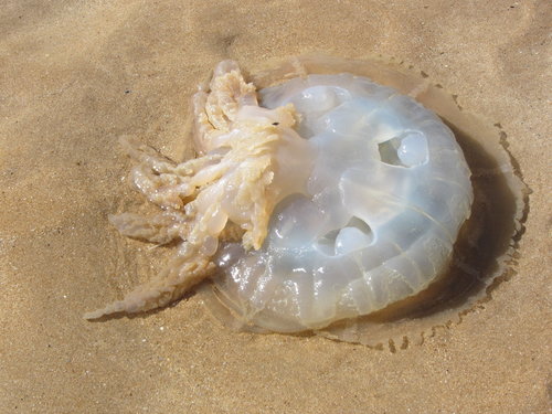 Subespecies Rhizostoma pulmo octopus · iNaturalist Mexico