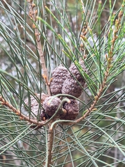 Allocasuarina distyla