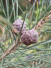 Allocasuarina distyla
