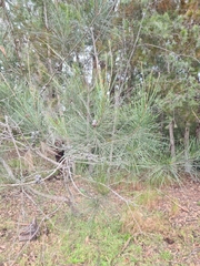 Allocasuarina distyla