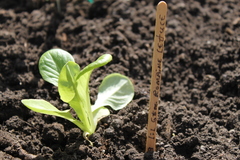 Lactuca sativa longifolia