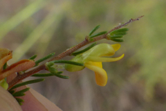 Aspalathus spinosa spinosa