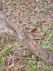 Allocasuarina distyla