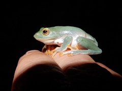 Raorchestes jayarami