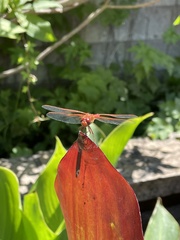 Sympetrum illotum