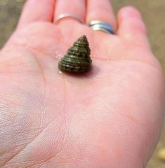 Calliostoma gemmulatum