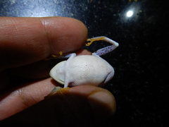 Raorchestes jayarami