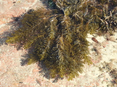 Caulocystis cephalornithos