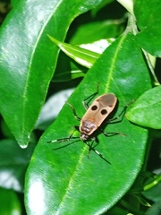 Physopelta fusciscutellata