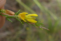 Aspalathus spinosa spinosa