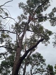 Corymbia gummifera