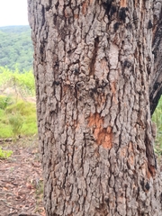 Corymbia gummifera