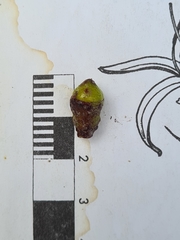 Corymbia gummifera