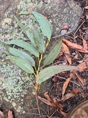 Corymbia gummifera