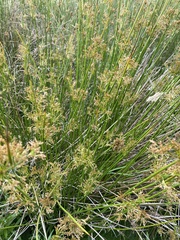 Juncus effusus pacificus