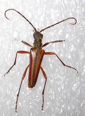 Stenocorus nubifer
