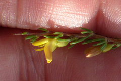 Aspalathus spinosa spinosa