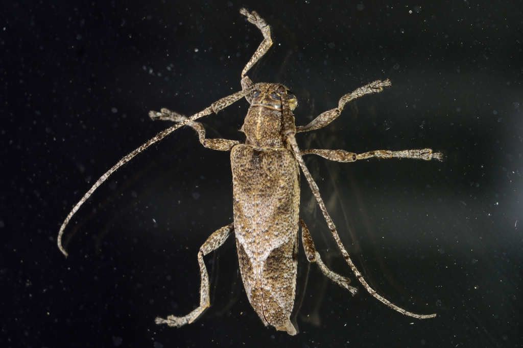 Canidia spinicornis