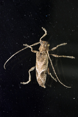 Canidia spinicornis