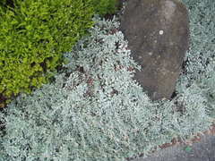 Helichrysum argyrophyllum