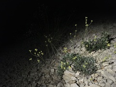 Eriogonum lachnogynum
