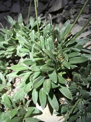 Eriogonum lachnogynum