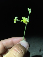 Eriogonum lachnogynum