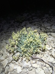 Physaria reediana
