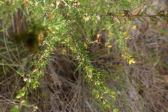 Aspalathus spinosa spinosa