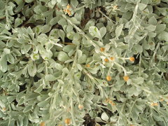 Helichrysum argyrophyllum
