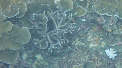 Acropora muricata