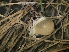 Pseudacris streckeri
