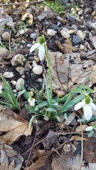 Galanthus nivalis